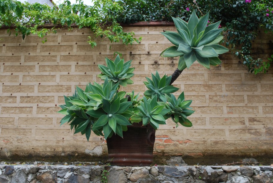 Агава аттенуата