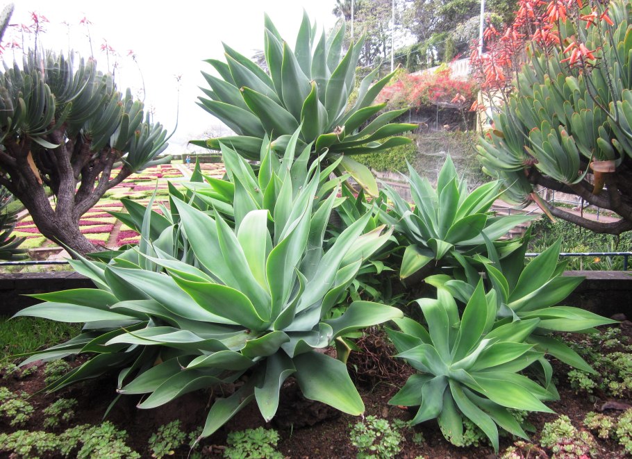 Агава аттенуата