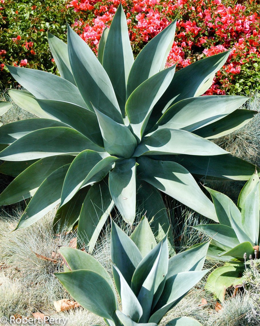 Агава Шаку Зулу Блу Глоу