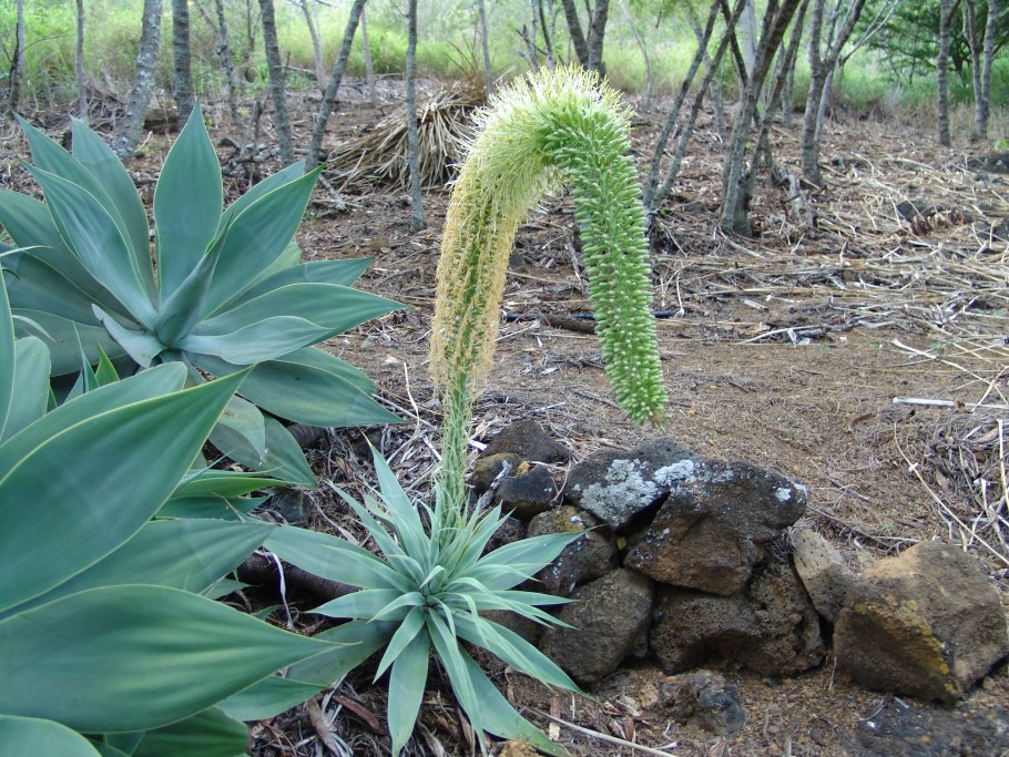 Agave attenuata