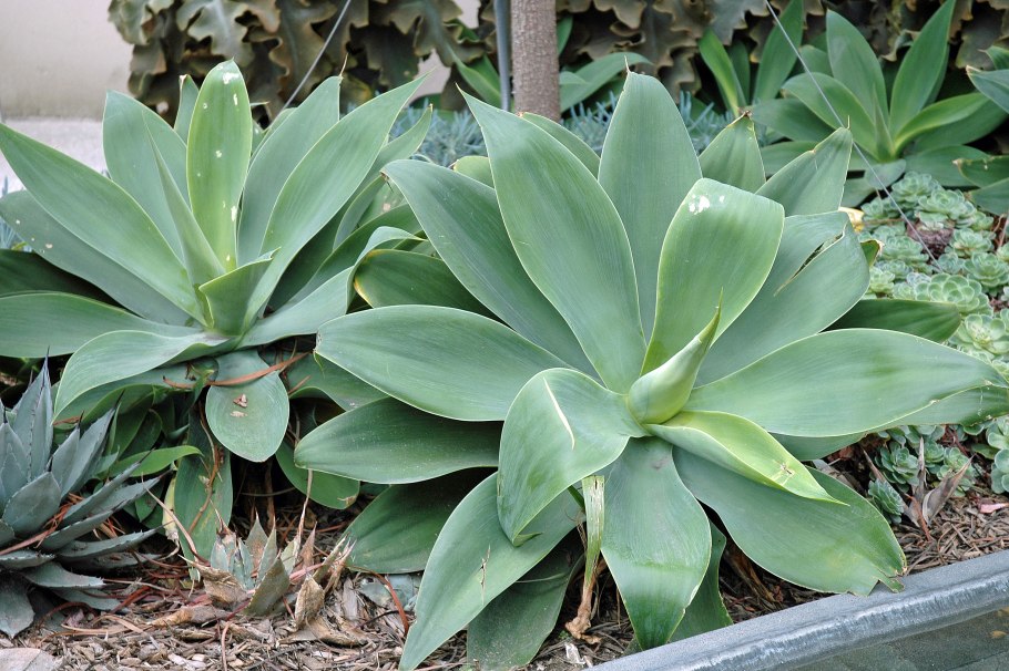 Агава-Agave attenuata..