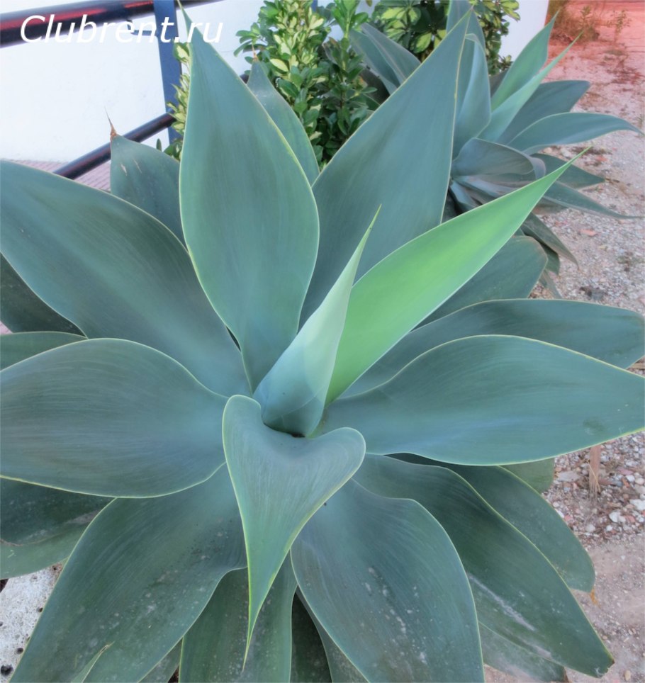Agave attenuata