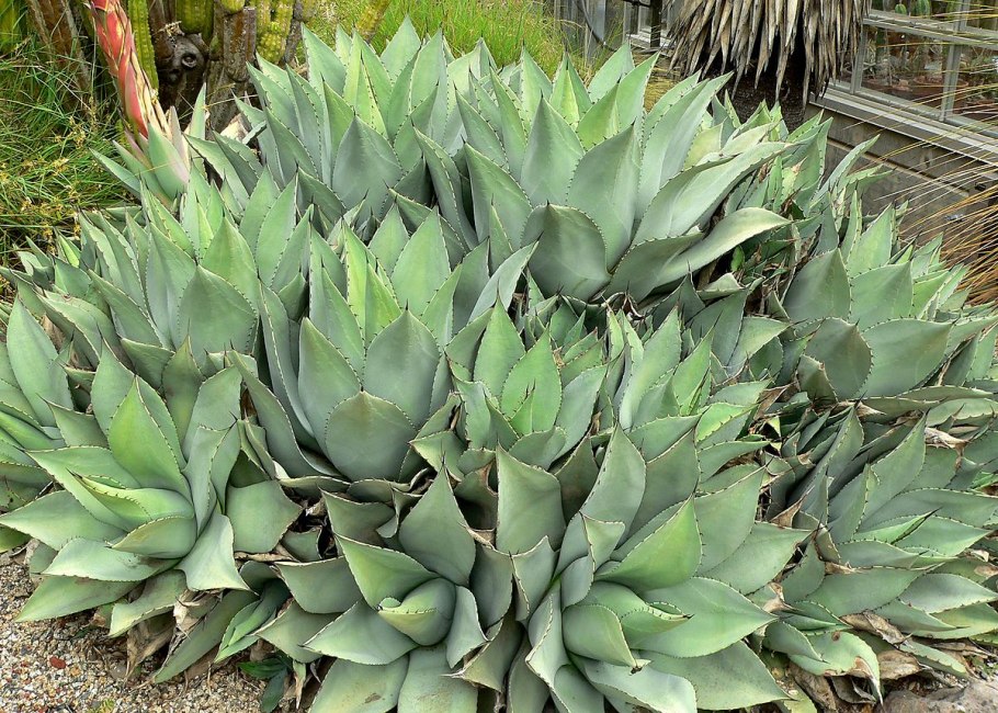 Агава аттенуата