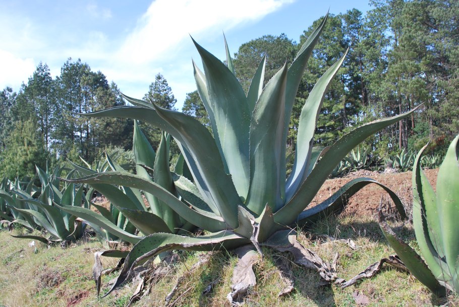 Agave attenuata