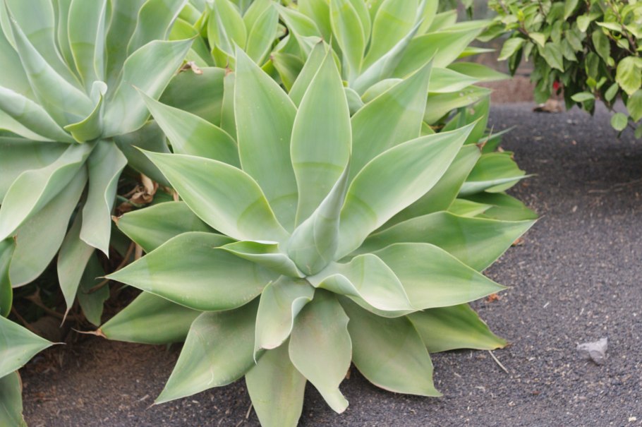 Агава растение цветение