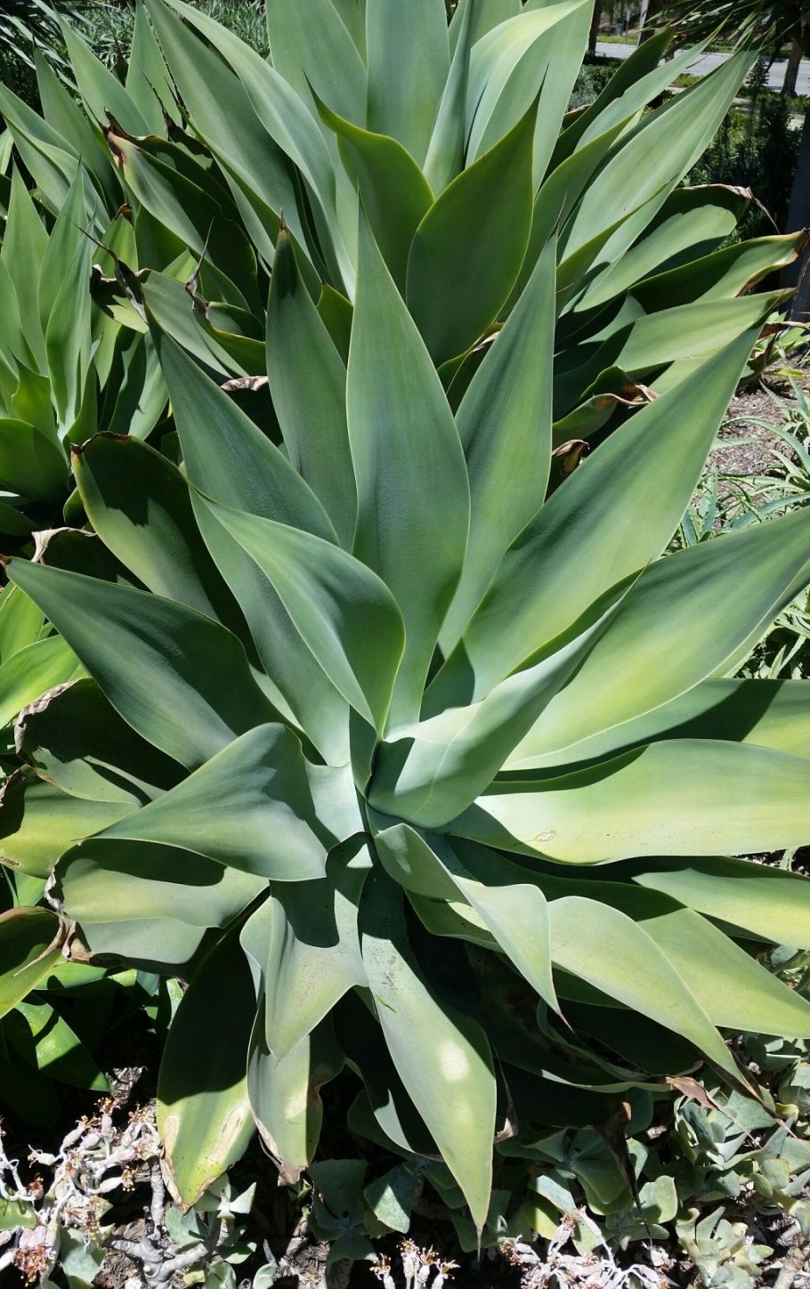 Агава рассадить