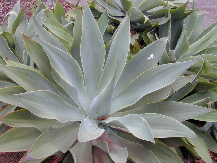 Агава-Agave attenuata..