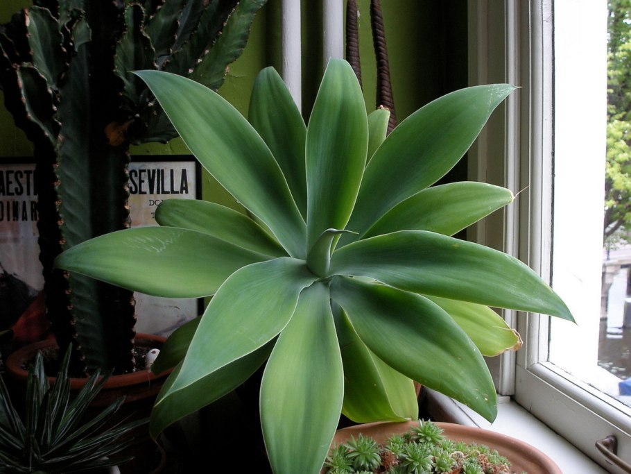 Голубая Агава цветок