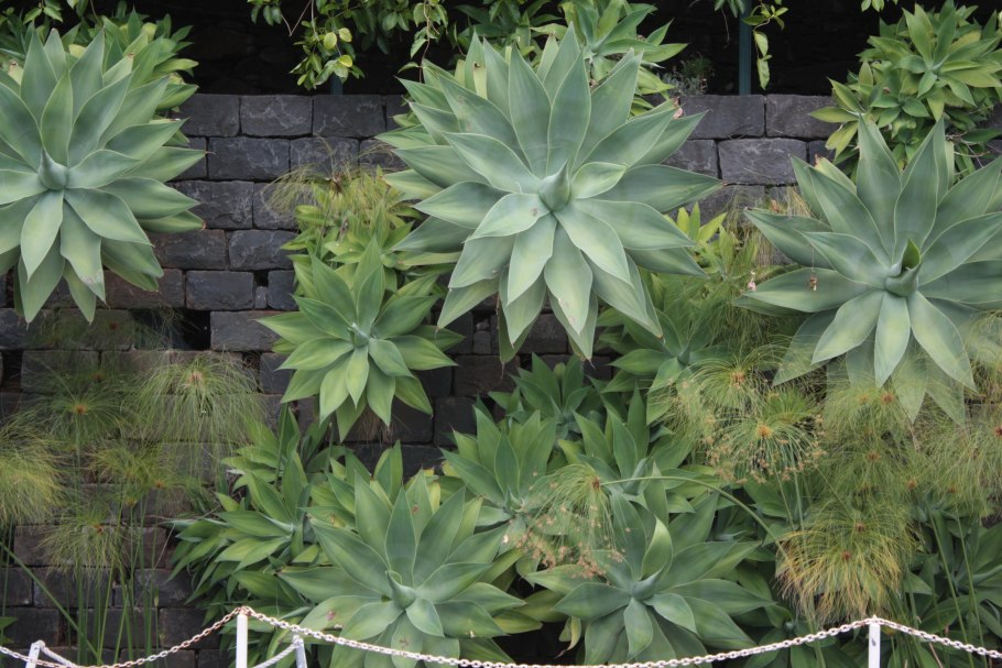 Агава живородящая