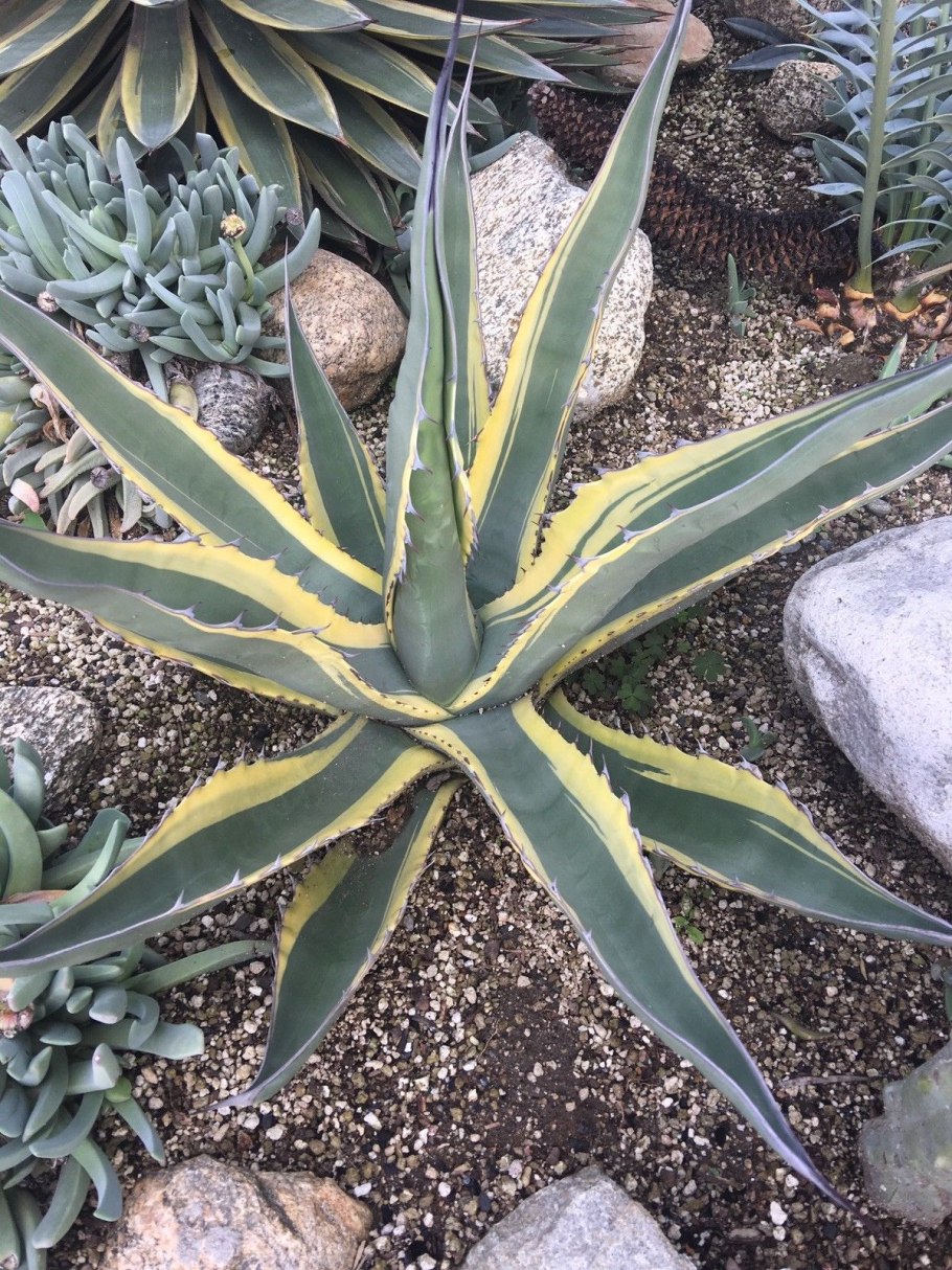 Agave Blue Glow