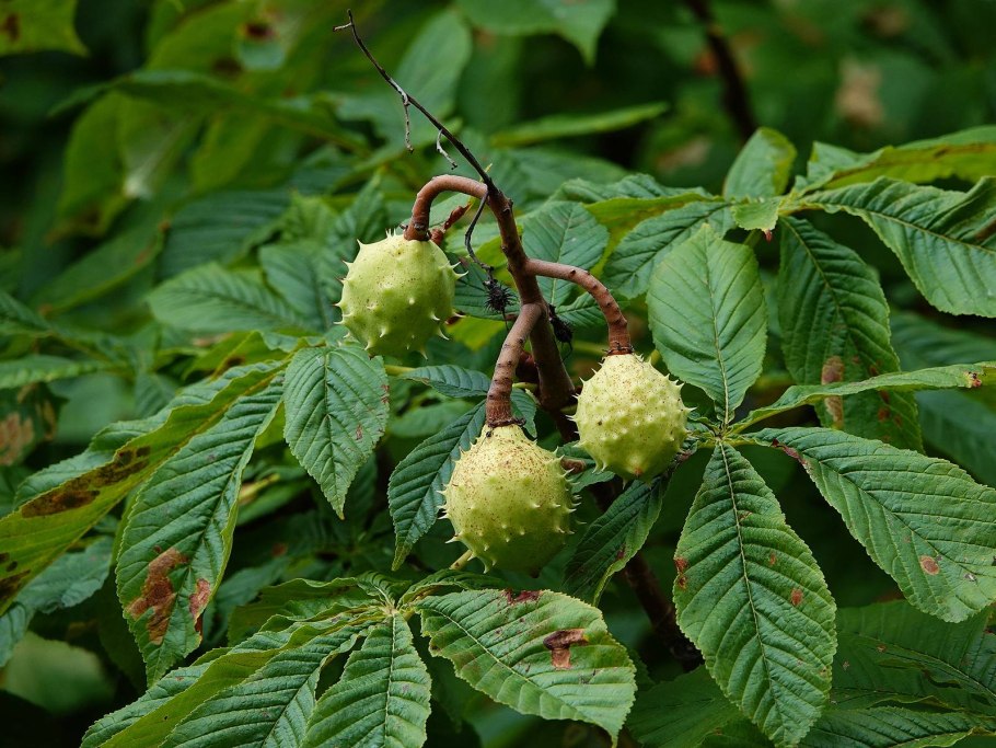 Каштан посевной (Aesculus Sativa