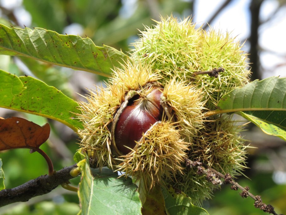 Каштан японский городчатый