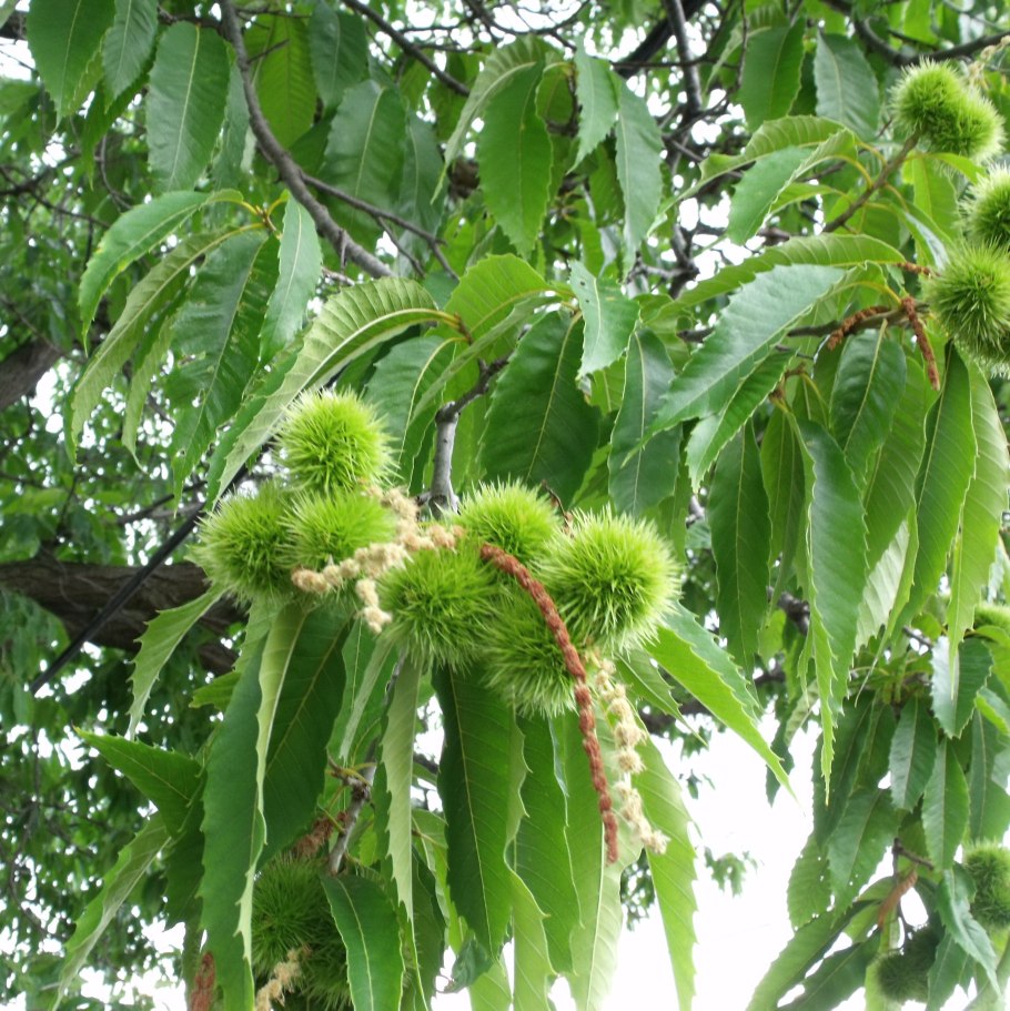 Каштан конский изменчивый Пендулифолия