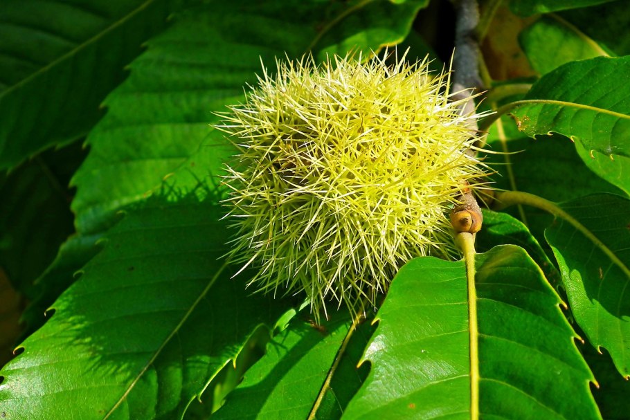 Карликовый каштан съедобный