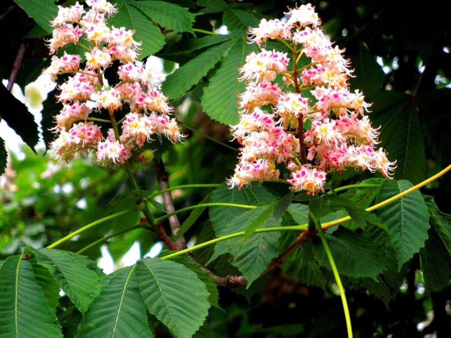 Каштан Генри