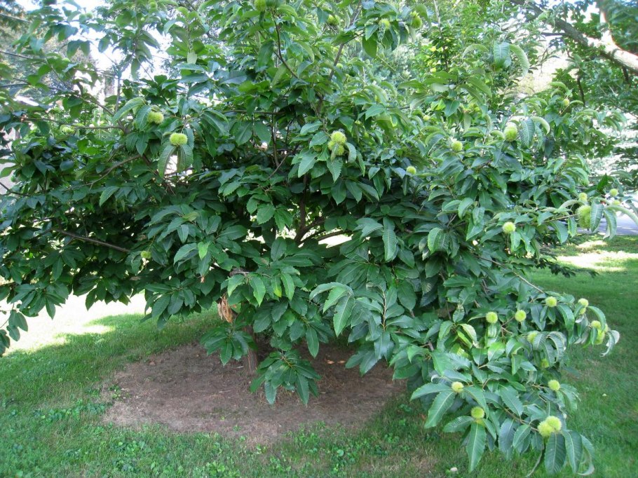 Цветущий каштан