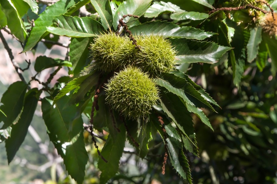 Каштан Дентата