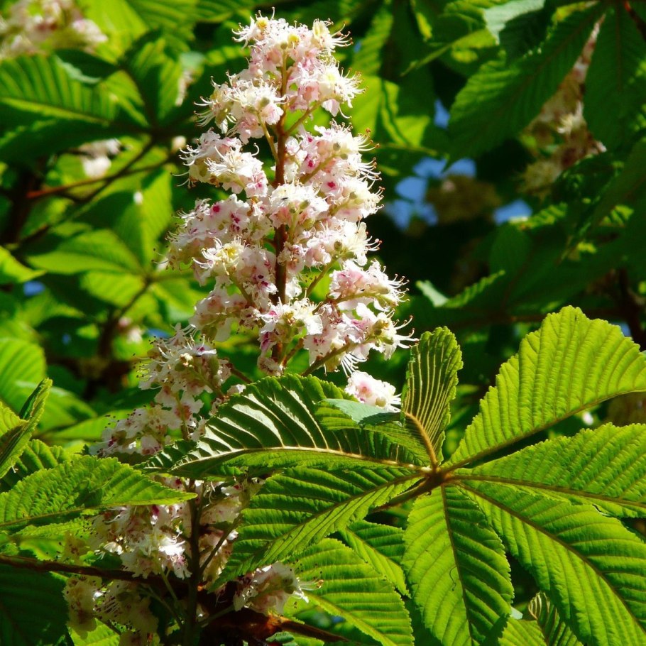 Конский каштан обыкновенный дерево