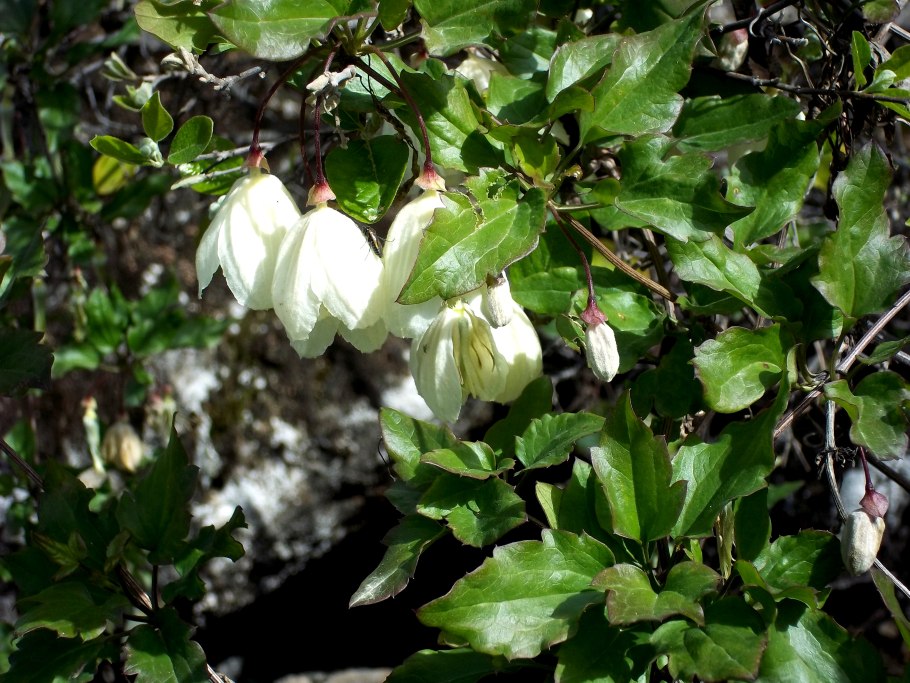 Клематис Усатый Фреклес