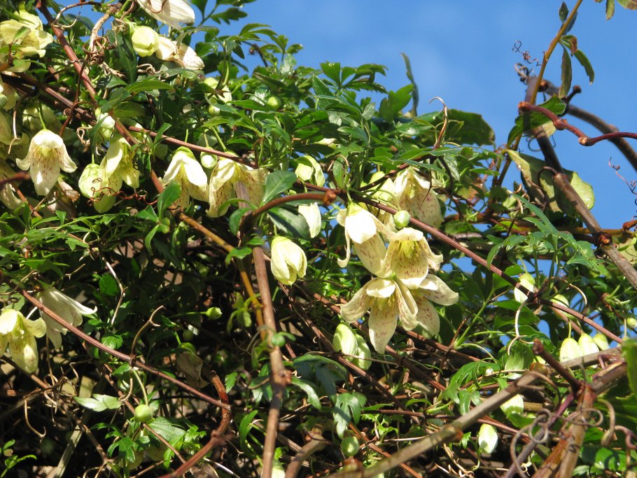 Clematis cirrhosa