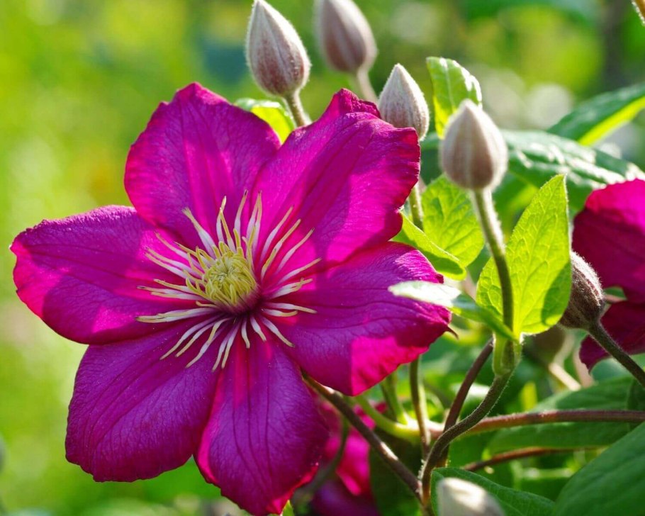 Клематис цельнолистный синий