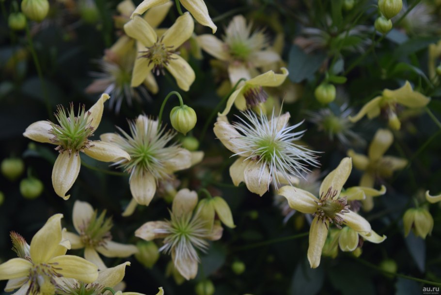 Клематис Ломоносова