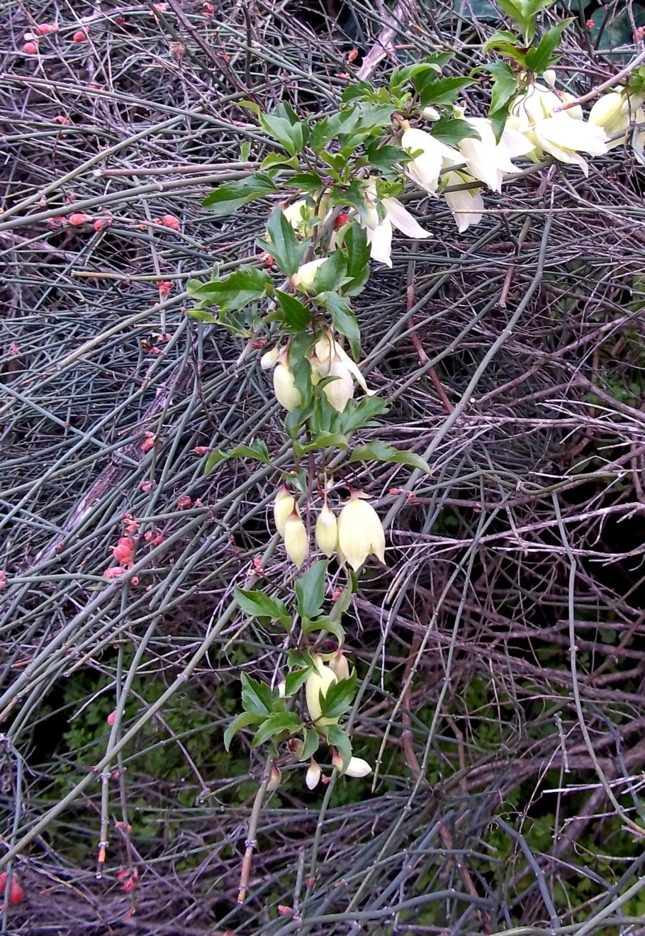 Clematis cirrhosa