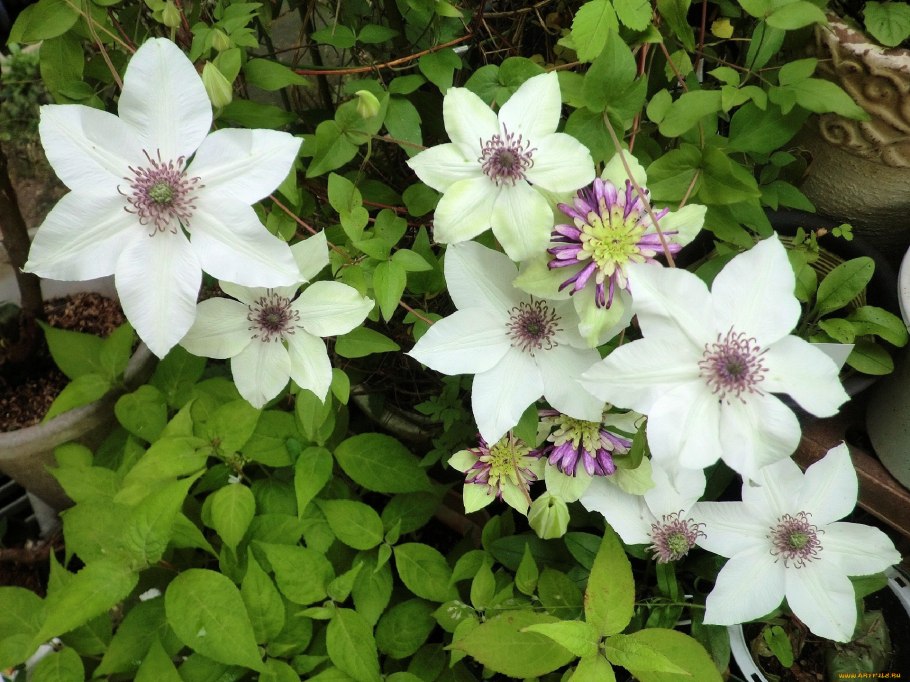 Ломонос виноградолистный плоды