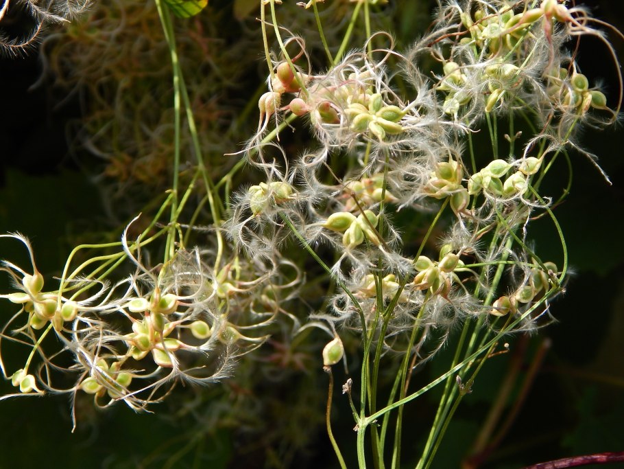 Ломонос пильчатолистный