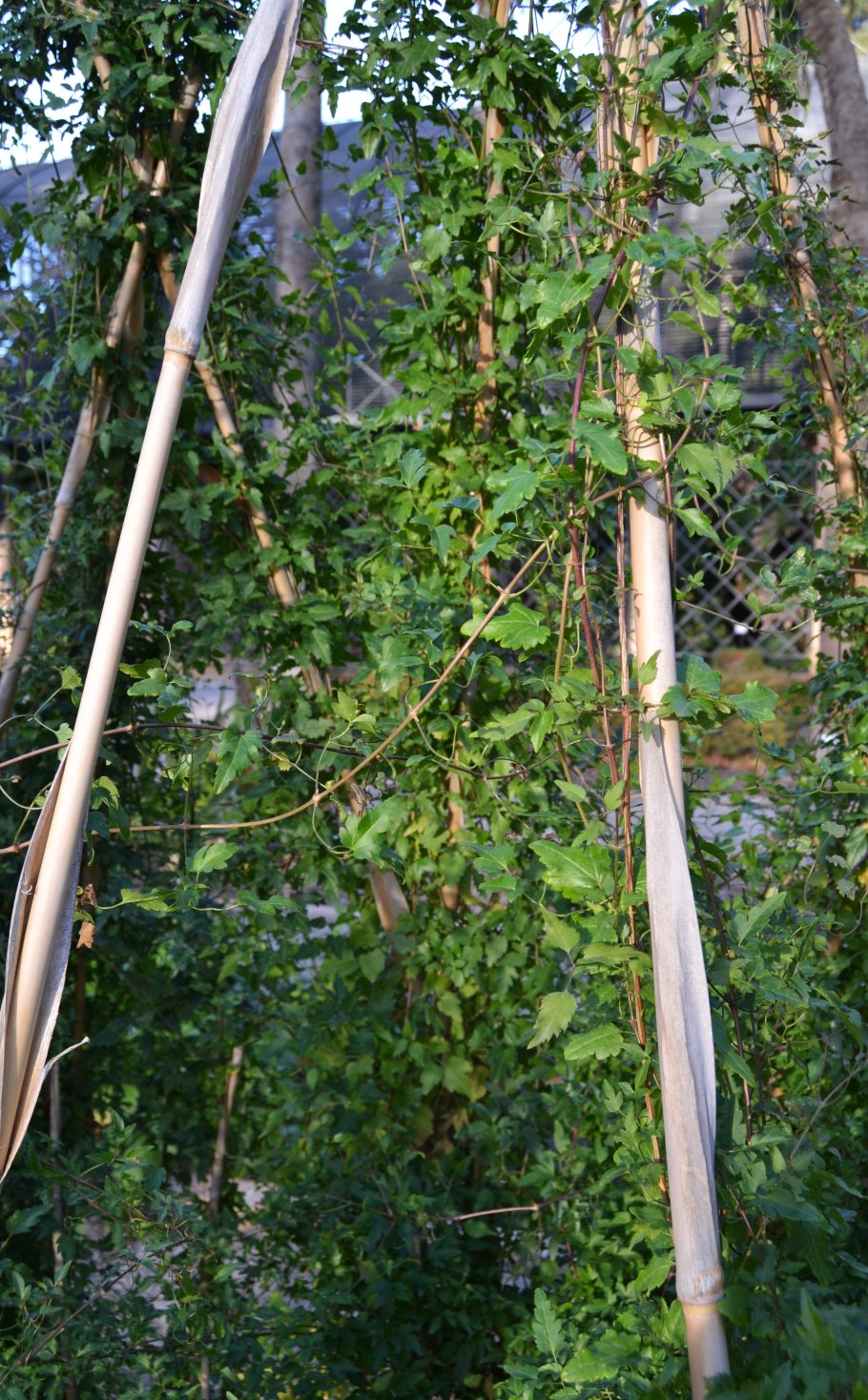 Ломонос лигустиколистный