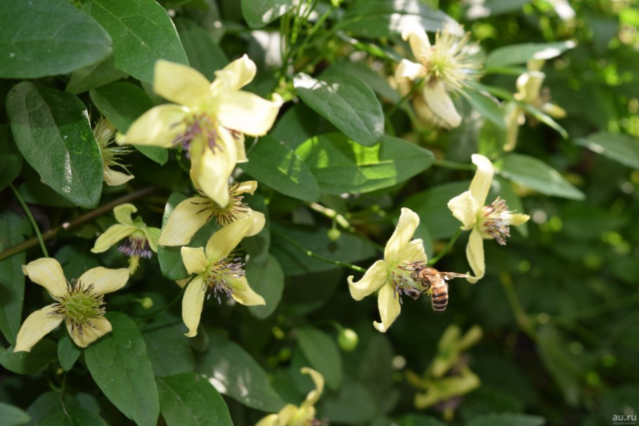 Ломонос виргинский