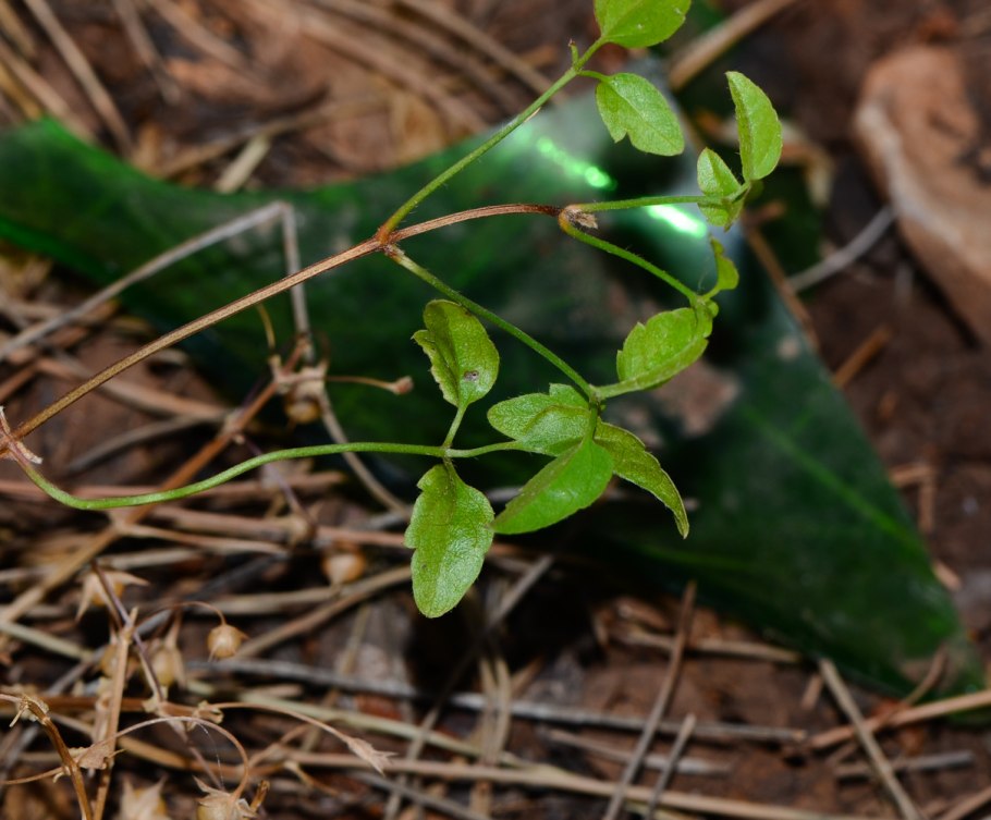 Клематис жгучий мелкоцветковый семена