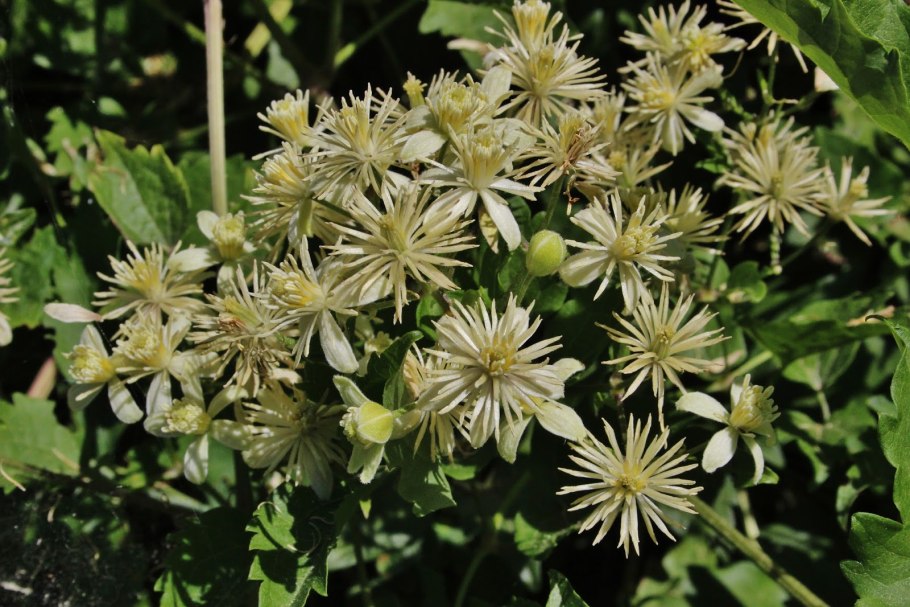 Clematis recta для букетов