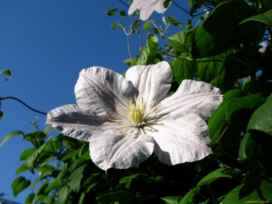 Ломонос этузолистный