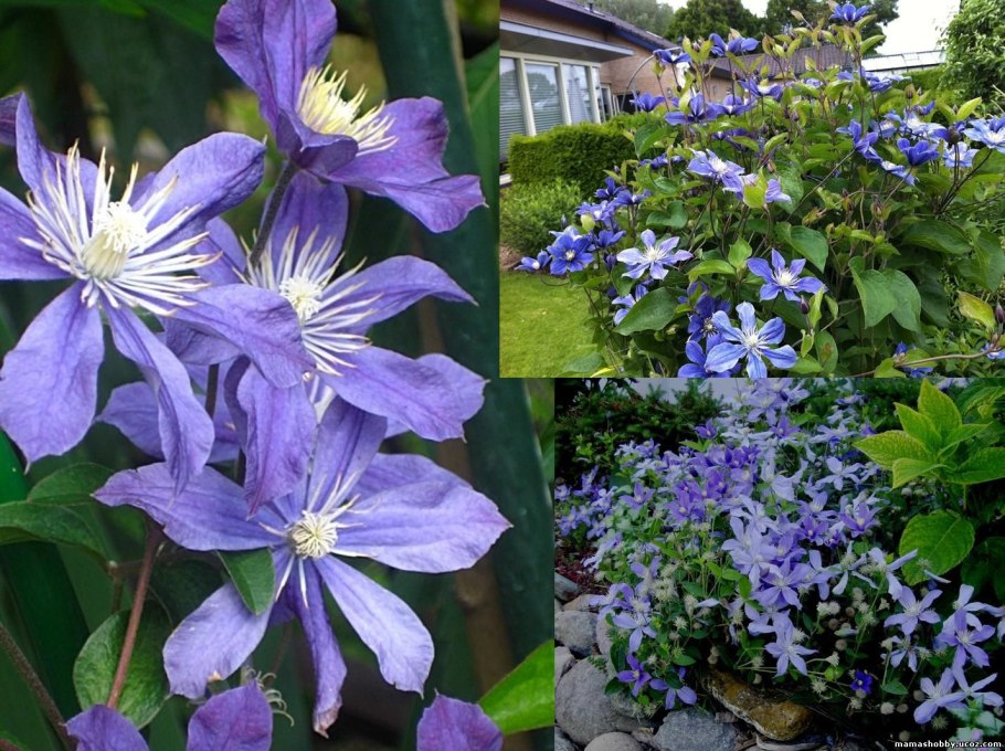 Клематис арабелла