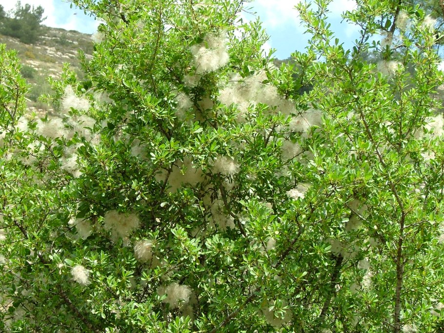 Клематис Усатый