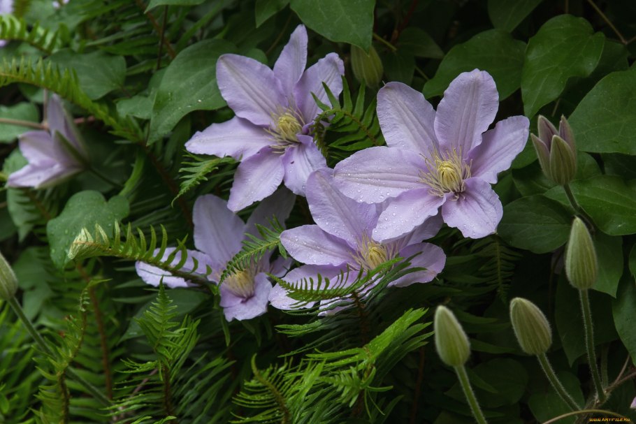 Клематис мелкоцветковый фиолетовый Ломонос