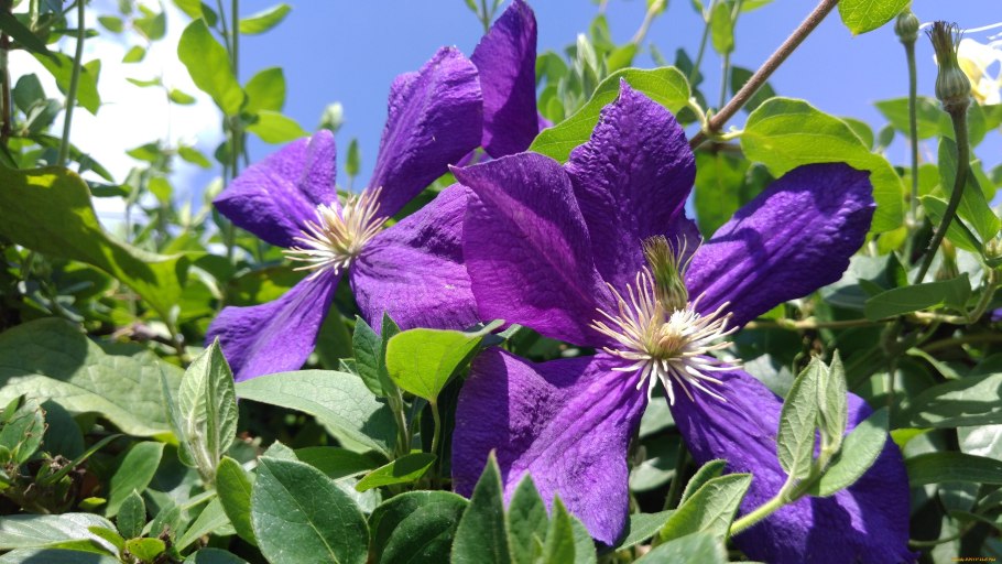 Клематис четырехлепестковый фиолетовый