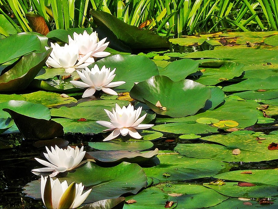 Кувшинковые (Nymphaeaceae)