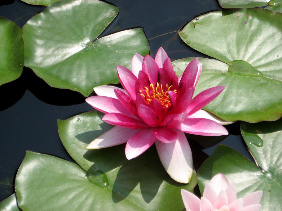 Кувшинка белая водяная Лилия