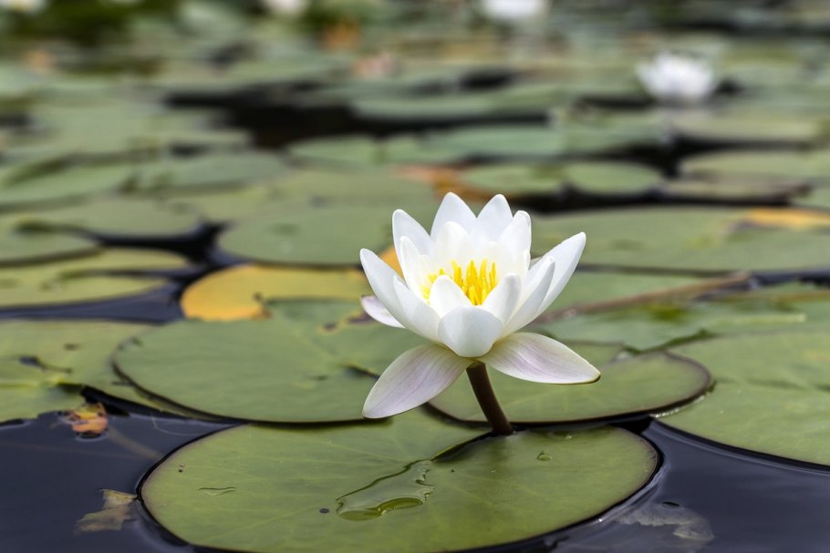 Кувшинка четырехгранная (Nymphaea Tetragona)