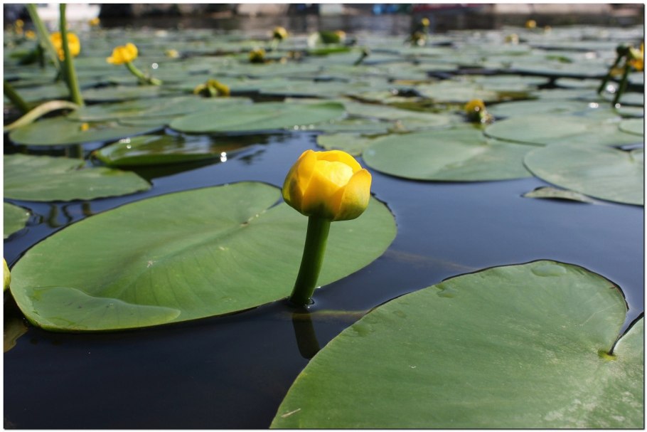 Водяная Лилия/Nymphaea