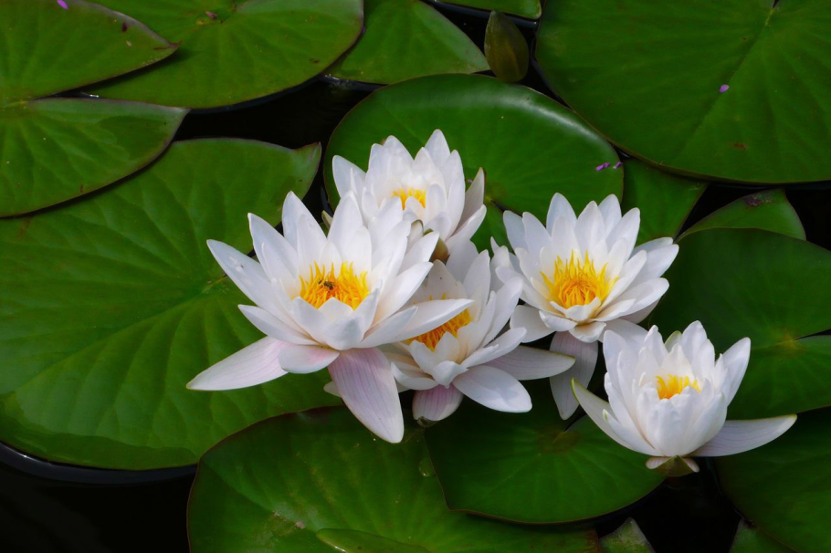 Белая кувшинка (Nymphaéa Álba)