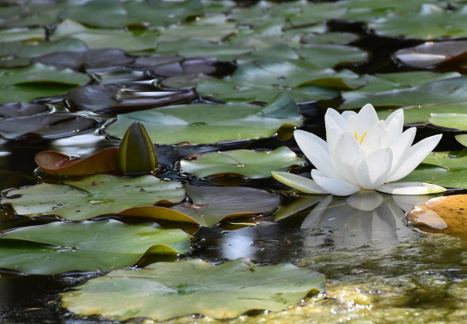 Растения гидрофиты