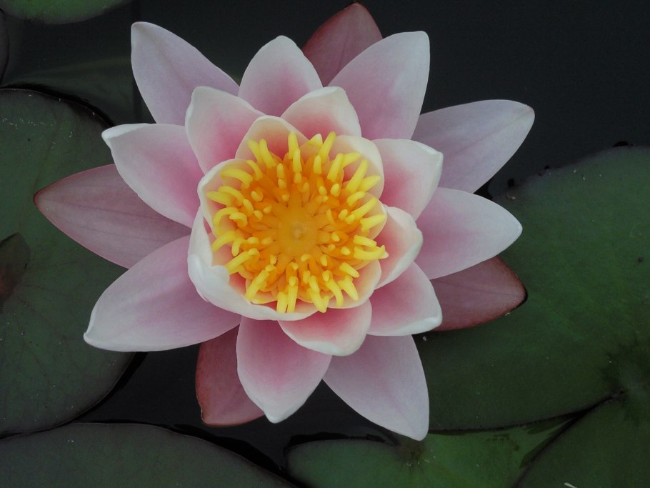 Водяная Лилия/Nymphaea