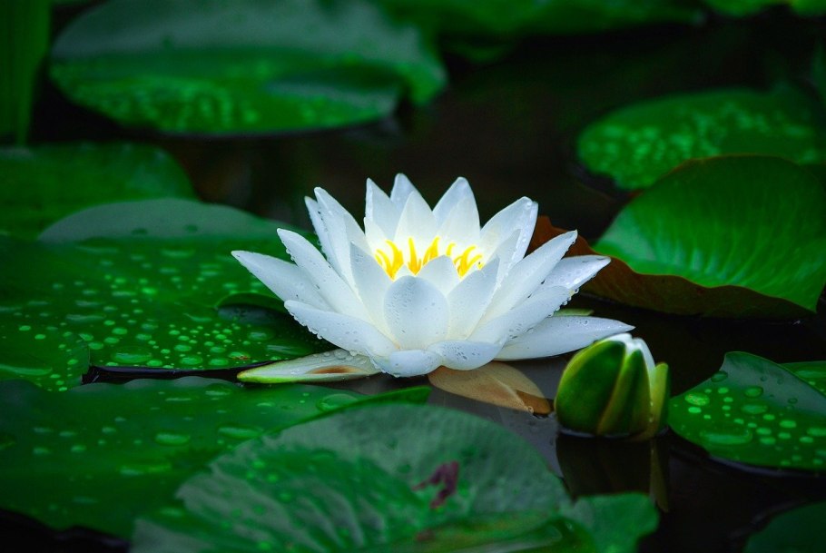 Кувшинка желтая кубышка