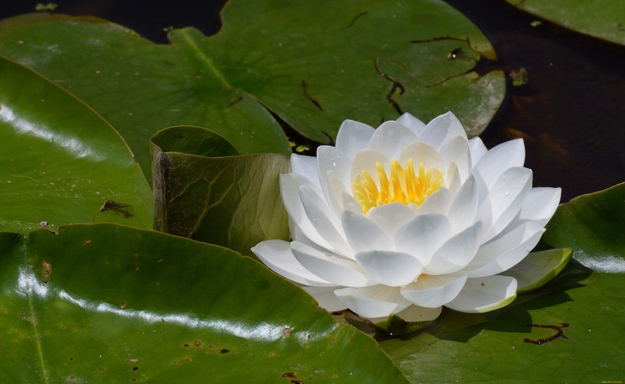 Водяная Лилия/Nymphaea