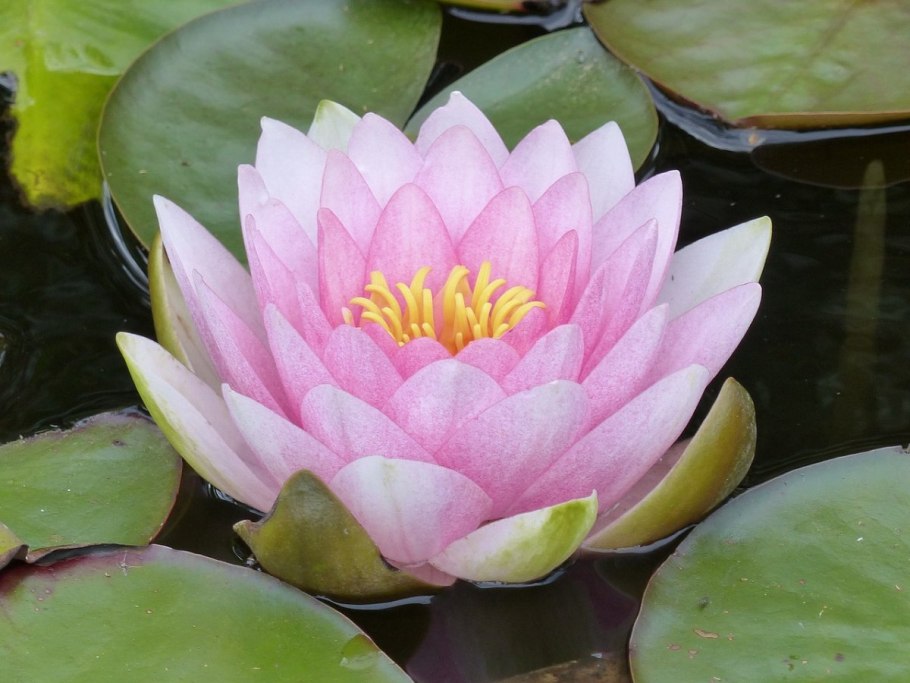 Кувшинка четырехгранная (Nymphaea Tetragona)