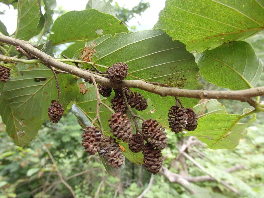 Alnus glutinosa (ольха европейская)