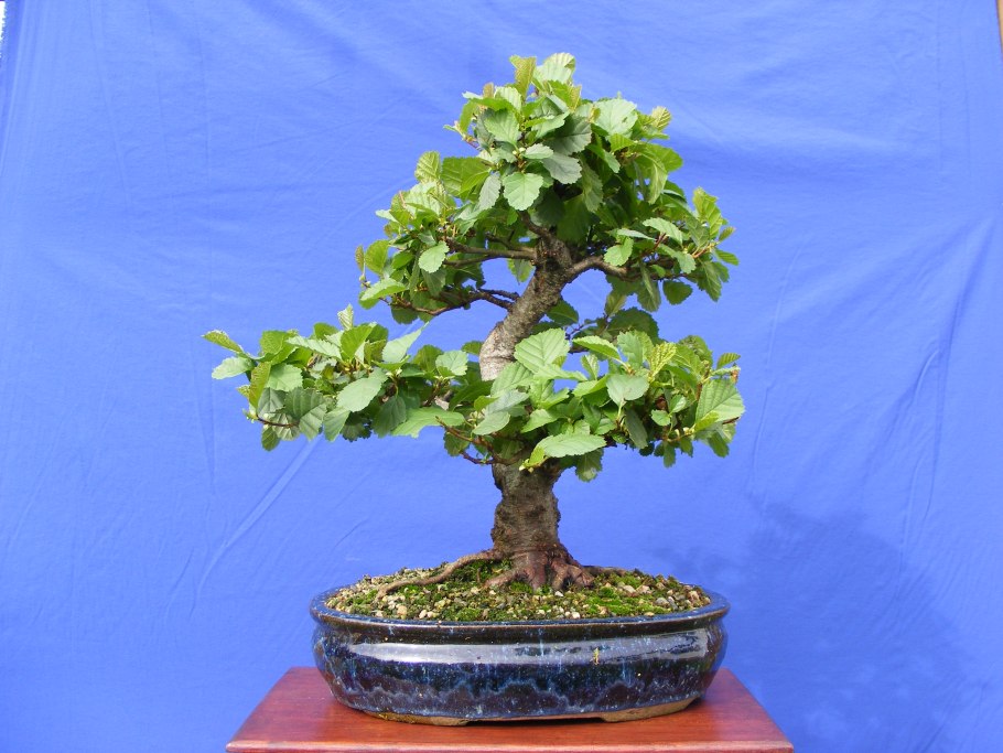 Ольха сердцевидная